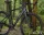 Focus Atlas 6.7 28" Steelgrey-Diamondblack 2026 L/57cm